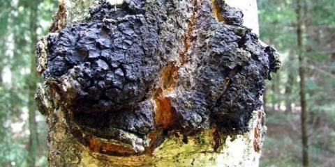 Kako razlikovati čagu od gljivice tinder: u čemu je razlika